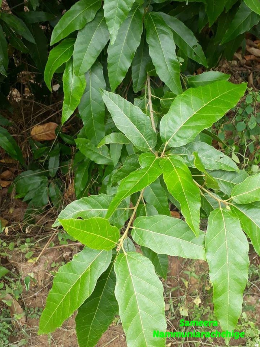 Croton persimilis Müll.Arg.